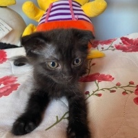 Scottish Fold, Kedi  Scottish Fold Yavrular fotoğrafı