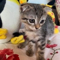 Scottish Fold, Kedi  Scottish Fold Yavrular fotoğrafı