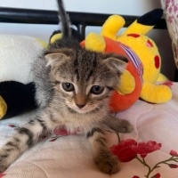 Scottish Fold, Kedi  Scottish Fold Yavrular fotoğrafı