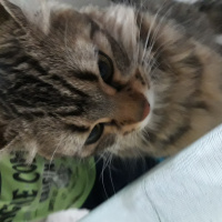 Tekir Kedi, Kedi  Bal fotoğrafı
