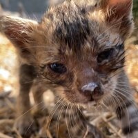 Tekir Kedi, Kedi  Paşa fotoğrafı