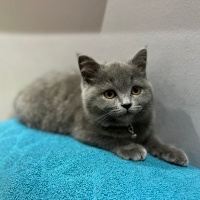 British Longhair, Kedi  Pasha fotoğrafı