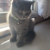 British Longhair, Kedi  Pasha fotoğrafı