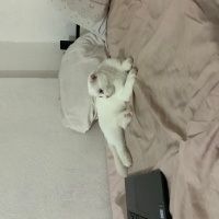 Scottish Fold, Kedi  keko fotoğrafı