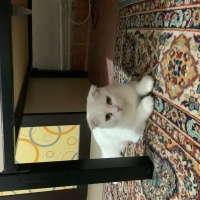 Scottish Fold, Kedi  keko fotoğrafı