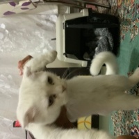 Scottish Fold, Kedi  keko fotoğrafı