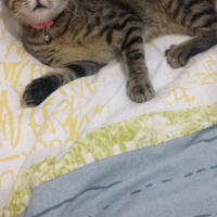 Tekir Kedi, Kedi  Gece fotoğrafı