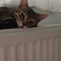 Tekir Kedi, Kedi  Gece fotoğrafı