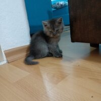 British Shorthair, Kedi  Liya fotoğrafı