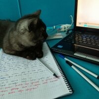 British Shorthair, Kedi  Liya fotoğrafı