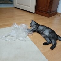 British Shorthair, Kedi  Liya fotoğrafı