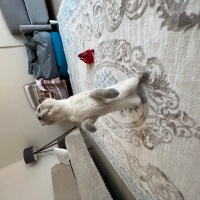 Scottish Fold, Kedi  mia fotoğrafı
