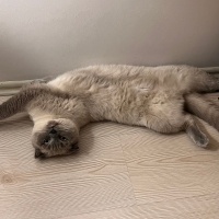 Scottish Fold, Kedi  mia fotoğrafı