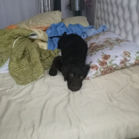 Labrador Retriever, Köpek  Bella fotoğrafı