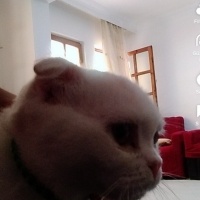 Scottish Fold, Kedi  Kedi fotoğrafı