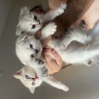 Scottish Fold, Kedi  Köpük fotoğrafı