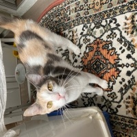 Tekir Kedi, Kedi  Latte fotoğrafı