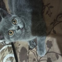 British Shorthair, Kedi  İzabel fotoğrafı