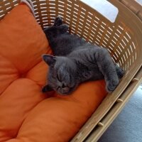 British Shorthair, Kedi  İzabel fotoğrafı