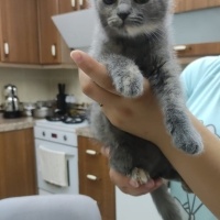 Scottish Fold, Kedi  Gece fotoğrafı