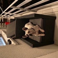 Fransız Bulldog, Köpek  Patron fotoğrafı