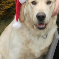 Golden Retriever, Köpek  Odin fotoğrafı