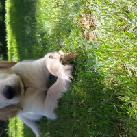 Golden Retriever, Köpek  Odin fotoğrafı