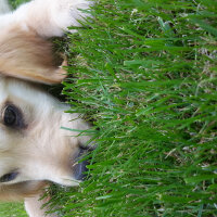 Golden Retriever, Köpek  Odin fotoğrafı