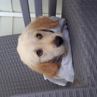 Golden Retriever, Köpek  Odin fotoğrafı