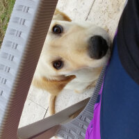 Golden Retriever, Köpek  Odin fotoğrafı