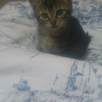 Tekir Kedi, Kedi  TEKİR fotoğrafı