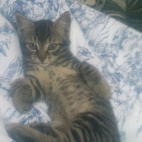 Tekir Kedi, Kedi  TEKİR fotoğrafı