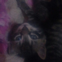 Tekir Kedi, Kedi  TEKİR fotoğrafı