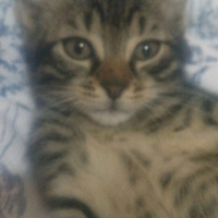 Tekir Kedi, Kedi  TEKİR fotoğrafı