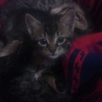 Tekir Kedi, Kedi  TEKİR fotoğrafı