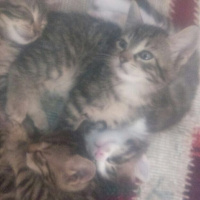 Tekir Kedi, Kedi  TEKİR fotoğrafı