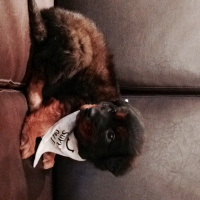Alman Çoban Köpeği, Köpek  Shadow  fotoğrafı