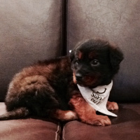 Alman Çoban Köpeği, Köpek  Shadow  fotoğrafı