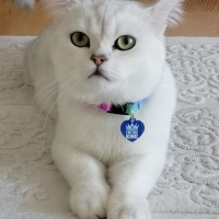 Scottish Fold, Kedi  Bulut fotoğrafı