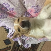 Sokö (Sokak Köpeği), Köpek  Orion fotoğrafı