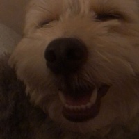 Yorkshire Terrier, Köpek  Vega fotoğrafı