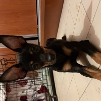 Minyatür Pinscher, Köpek  Stitch fotoğrafı