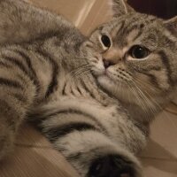 British Shorthair, Kedi  Rafel fotoğrafı