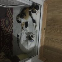 Tekir Kedi, Kedi  Gümüş fotoğrafı