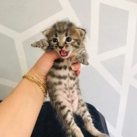Sarman, Kedi  Asil, gece,çakıl fotoğrafı