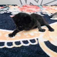 Sarman, Kedi  Asil, gece,çakıl fotoğrafı