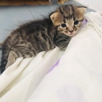 Sarman, Kedi  Asil, gece,çakıl fotoğrafı