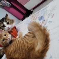 Sarman, Kedi  Lena fotoğrafı