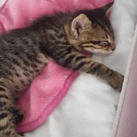Tekir Kedi, Kedi  Mia fotoğrafı