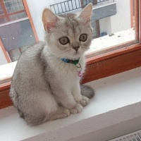 British Shorthair, Kedi  Luna fotoğrafı